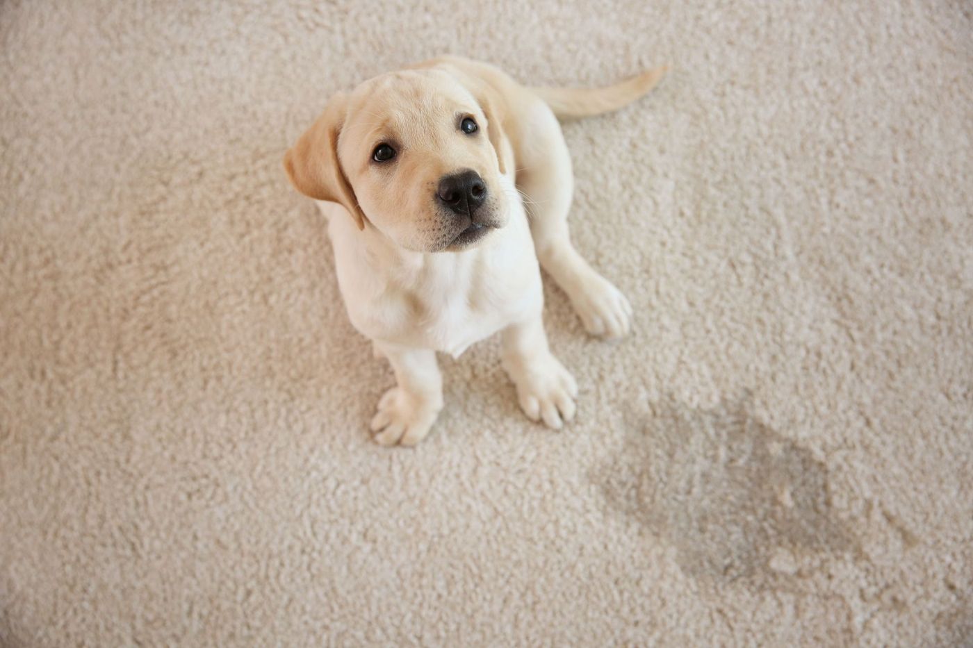 Puppy sitting beside a urine spot on light carpet